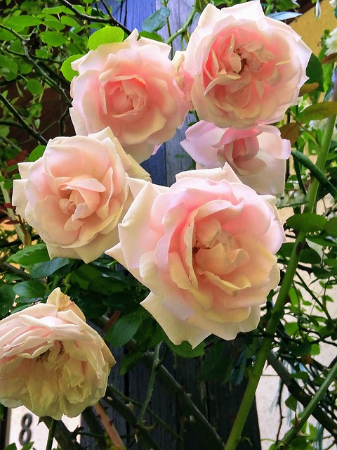 Free Roses Rose Bush photo and picture
