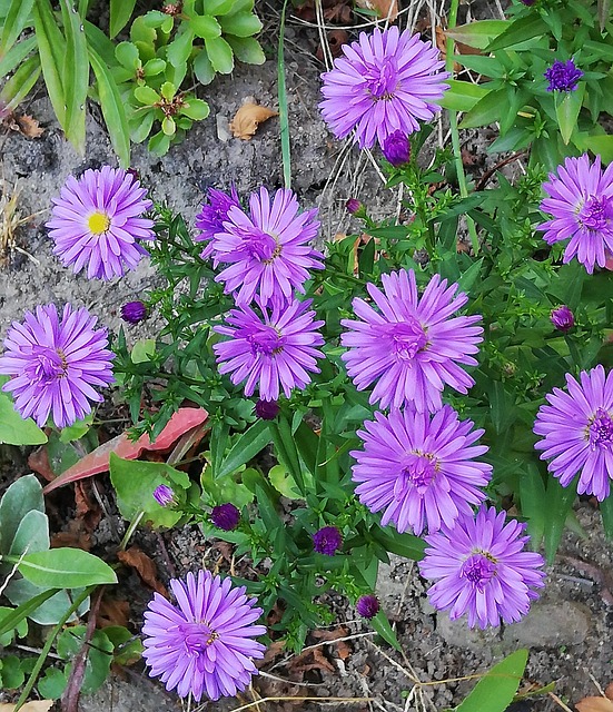 Free Aster Fall photo and picture