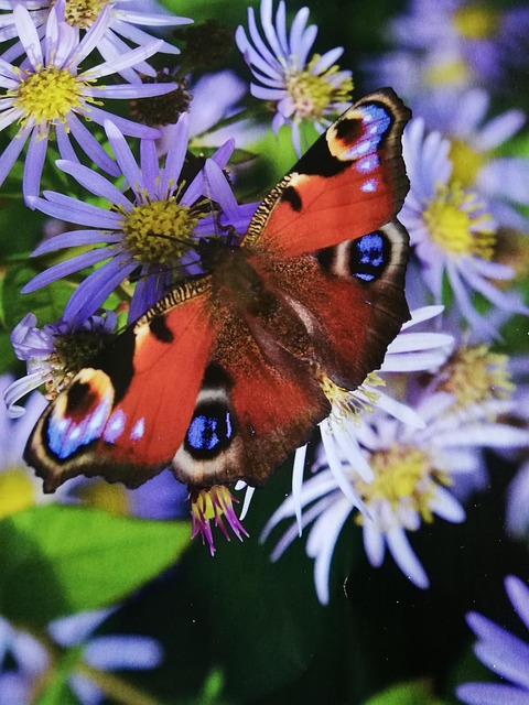 Free Fall Aster photo and picture