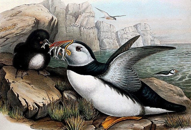 Free puffin birds beak illustration