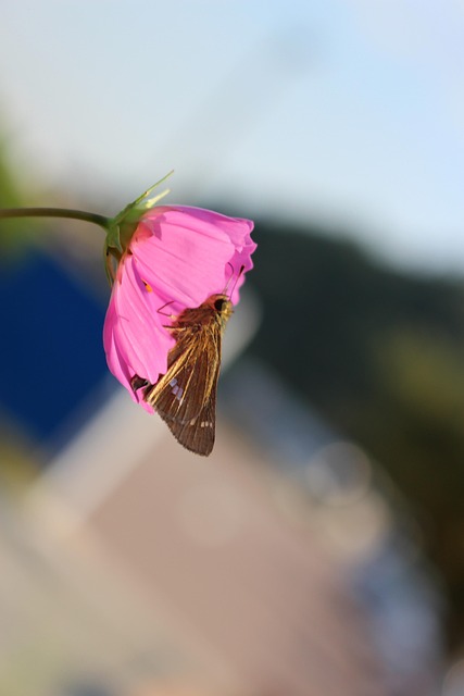 Free Garden Flower photo and picture