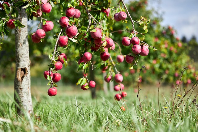 Free Tree Fruits photo and picture