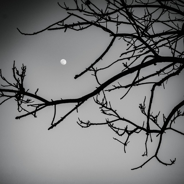 Free Black And White Landscape photo and picture