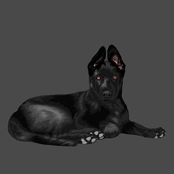 Hund, Kjæledyr, Dyr, Svart Tysk Shepherd
