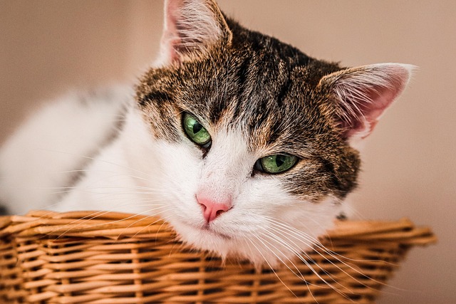 Katze, Haustier, Tier, Tabby Katze