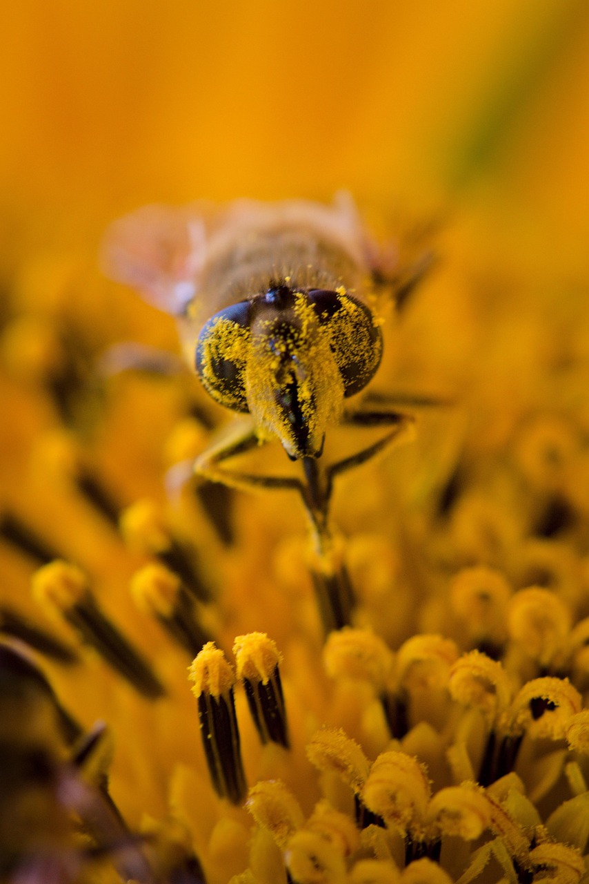 Aproape, Insectă, Natură, Plasați Zborul