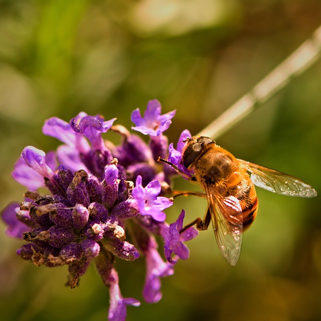 Câmp, Flori, Hoverfly, Musca Florii