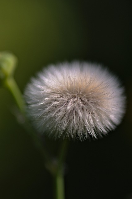 Luncă, Floare, Păpădie, Seminţe De Cap
