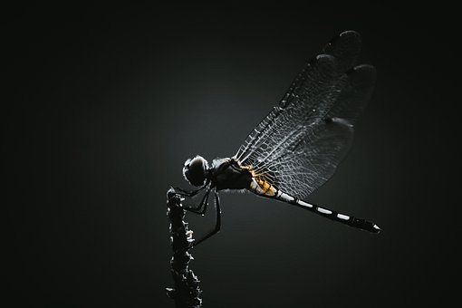 Dragonfly, Insect, Wings, Winged