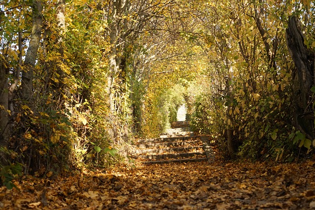 Herbst, Weg, Natur, Waldweg, Wald