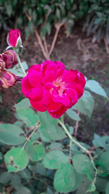 Free Pink Wallpaper photo and picture