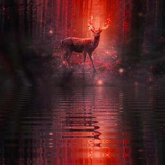 Free Deer Deers photo and picture