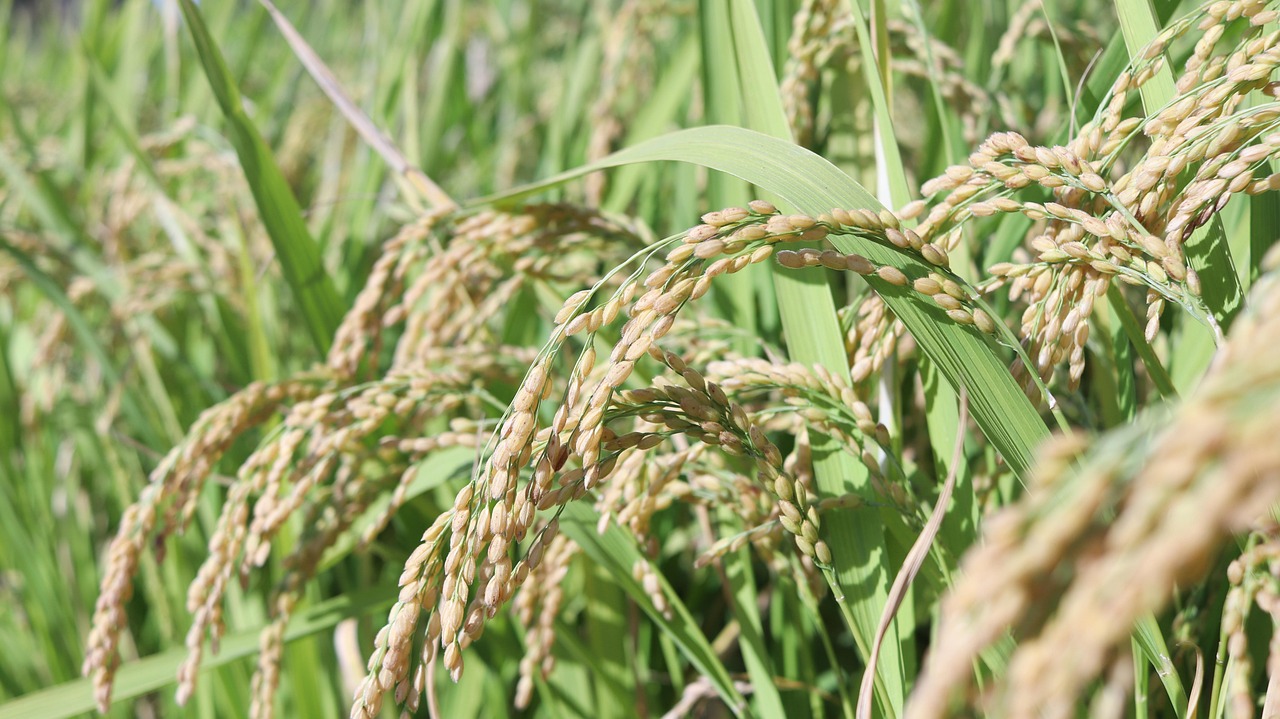 벼 Rice Korean - Pixabay의 무료 사진 - Pixabay
