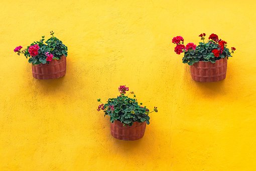Amarillo, Flores, Planta, Decoración