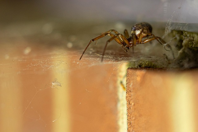 Free Spider Web photo and picture