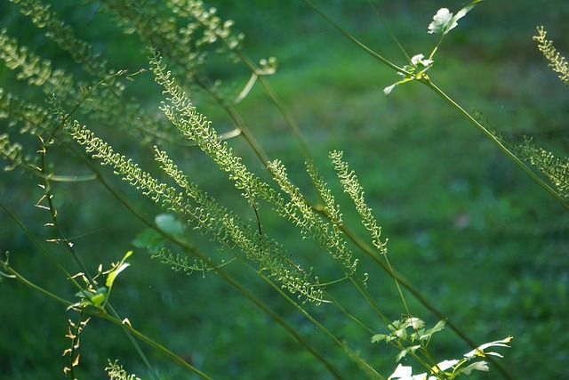 Free Green Nature photo and picture