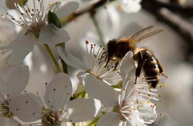 Bi, Dyr, Natur, Insekt, Forår, Flora