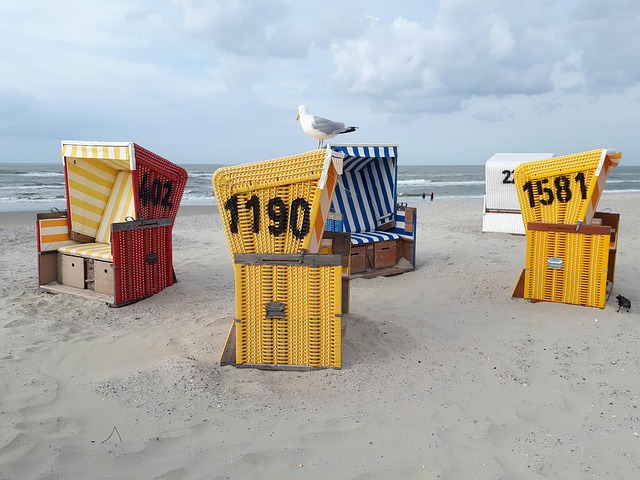 Strand, Måge, Sommer, Hav, Dyr, Sand