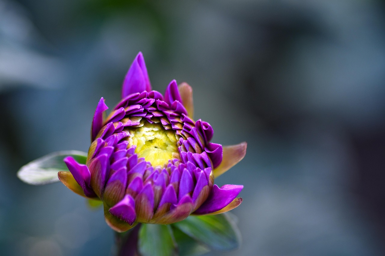 Flower Petals Blooming Free photo on Pixabay Pixabay
