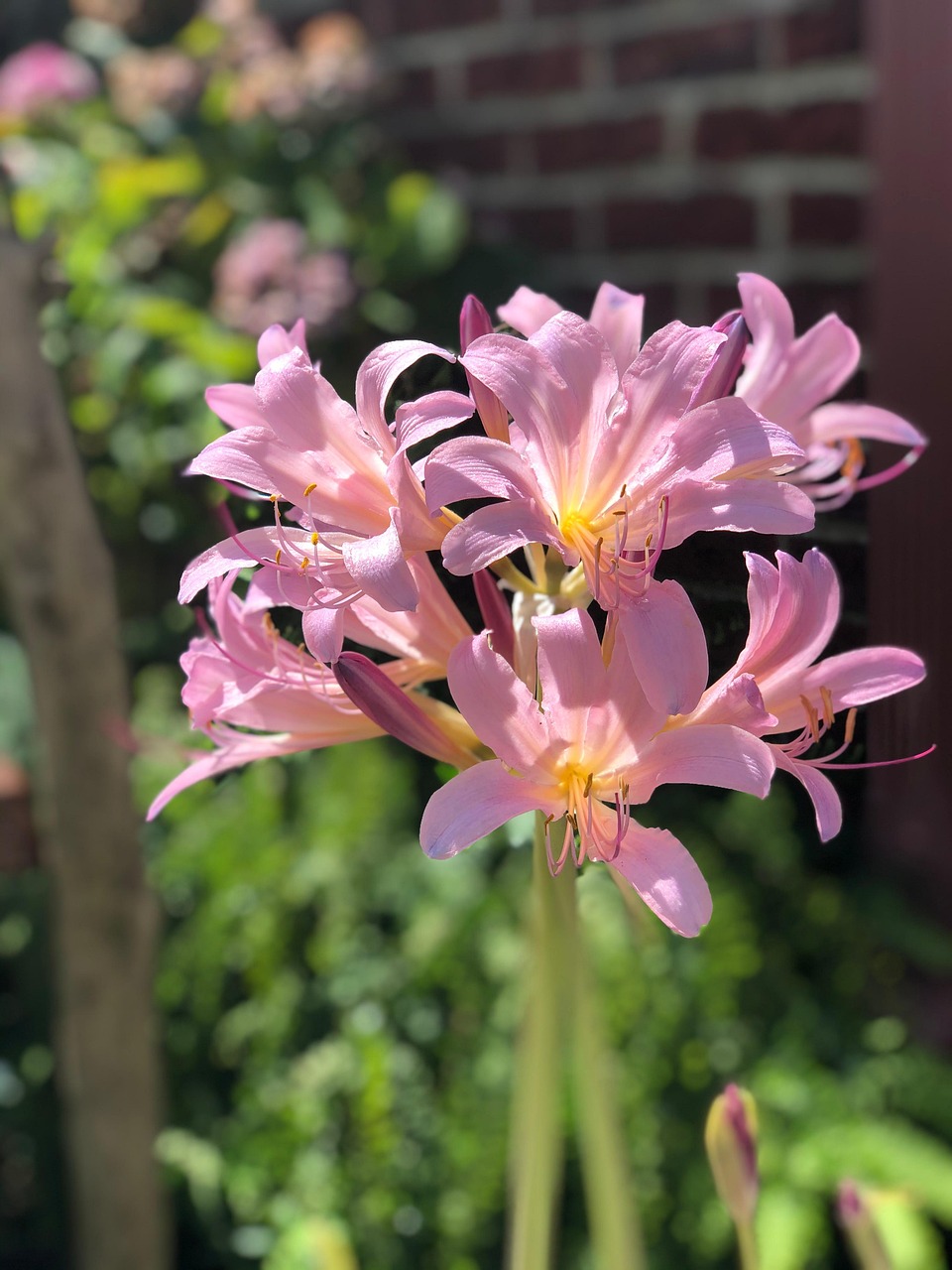 Lilja Blomma Rosa - Gratis foto på Pixabay - Pixabay
