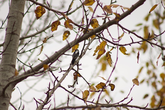 Free Tree Bird photo and picture