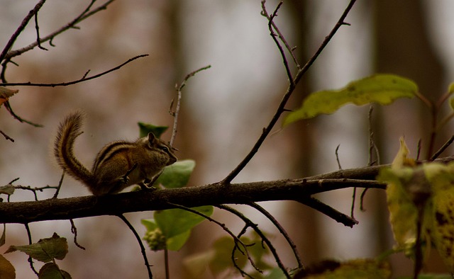 Free Chipmunk Wildlife photo and picture