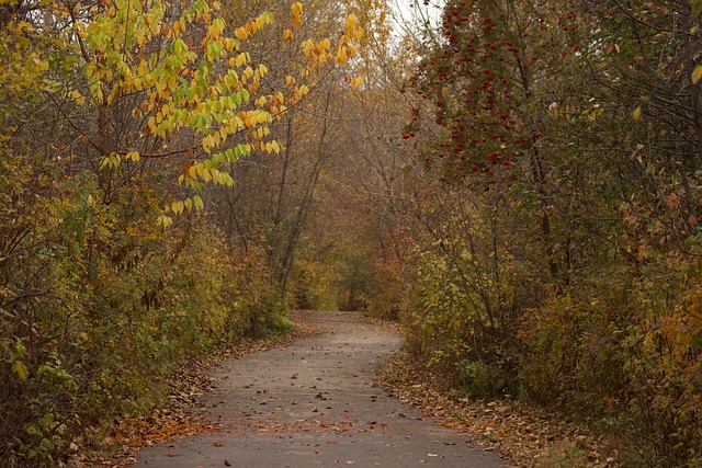 Free Forest Path photo and picture