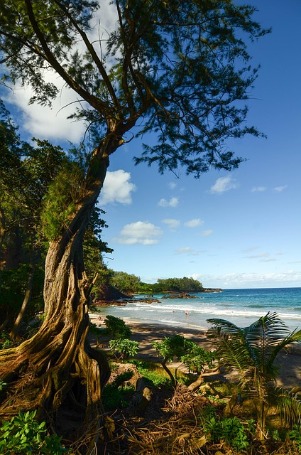 Free Beach Sea photo and picture