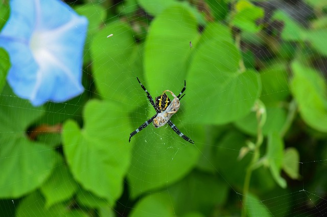 Free Spider Spider Web photo and picture