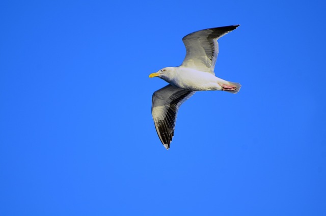 Free Seagull Bird photo and picture