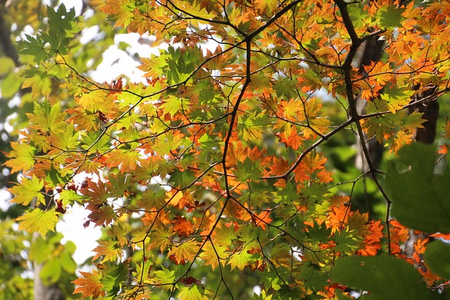 Free Autumn Red photo and picture