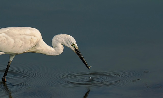 Free Animal Bird photo and picture