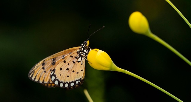 Free Flower Bud photo and picture
