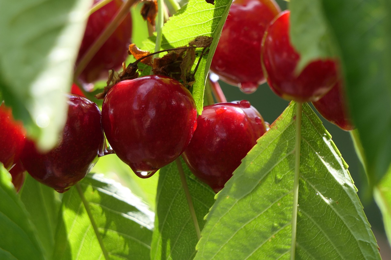 Cherry Fruit Drop Free photo on Pixabay Pixabay