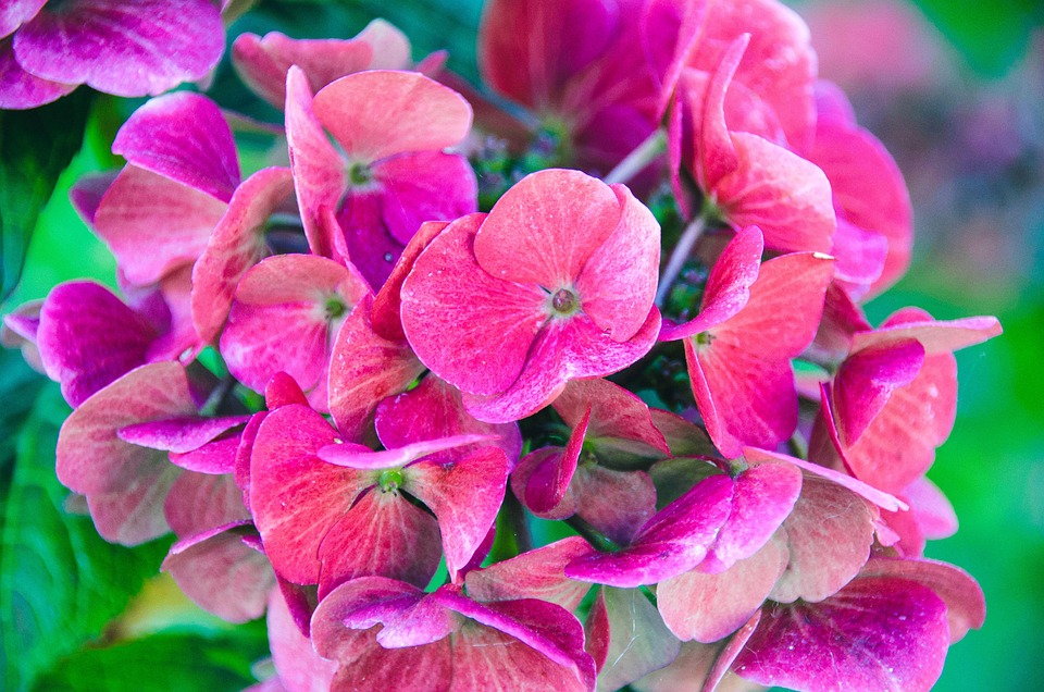 花 アジサイ 花びら Pixabayの無料写真