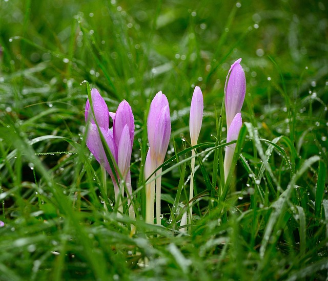 Free Meadow Grass photo and picture