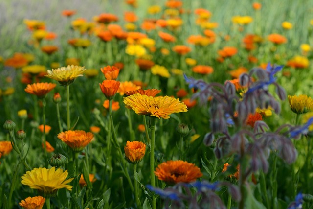 Free Meadow Plants photo and picture