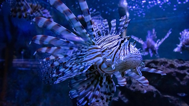 Feuerfisch, Tier, Natur, Wasser