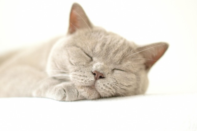 Free Cat Pet photo and picture