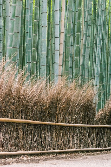 Free Bamboos Arashiyama photo and picture