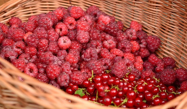 Free Raspberry Currant photo and picture