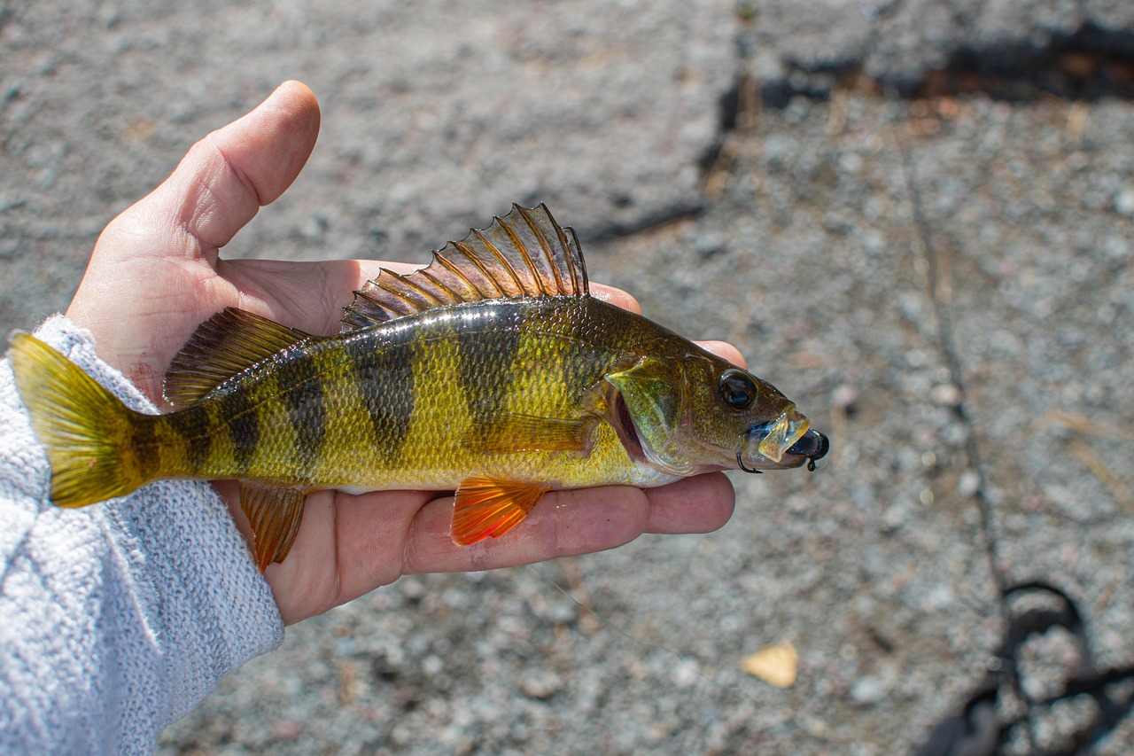 Fish Perch Fishing Caught - Free photo on Pixabay