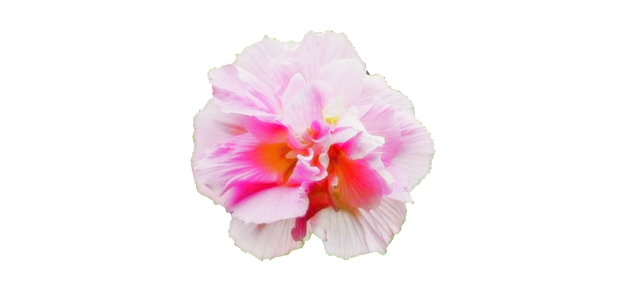 Free Hibiscus Flower illustration and picture