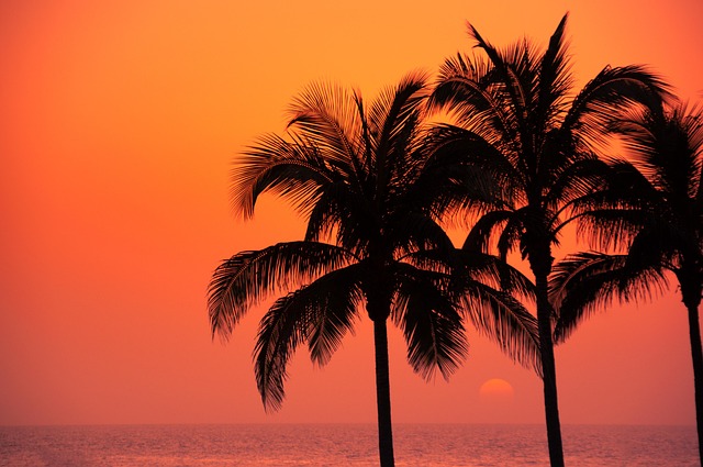 Palmeras, Mar, Atardecer, Naturaleza