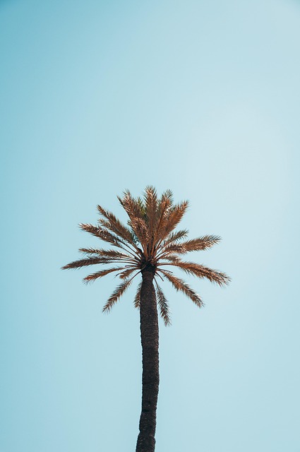 Palma, Árbol, Árbol De Coco, Palmera