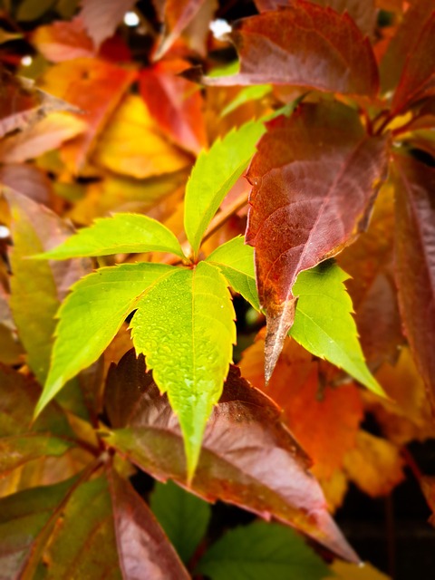 Free Leaves Autumn photo and picture