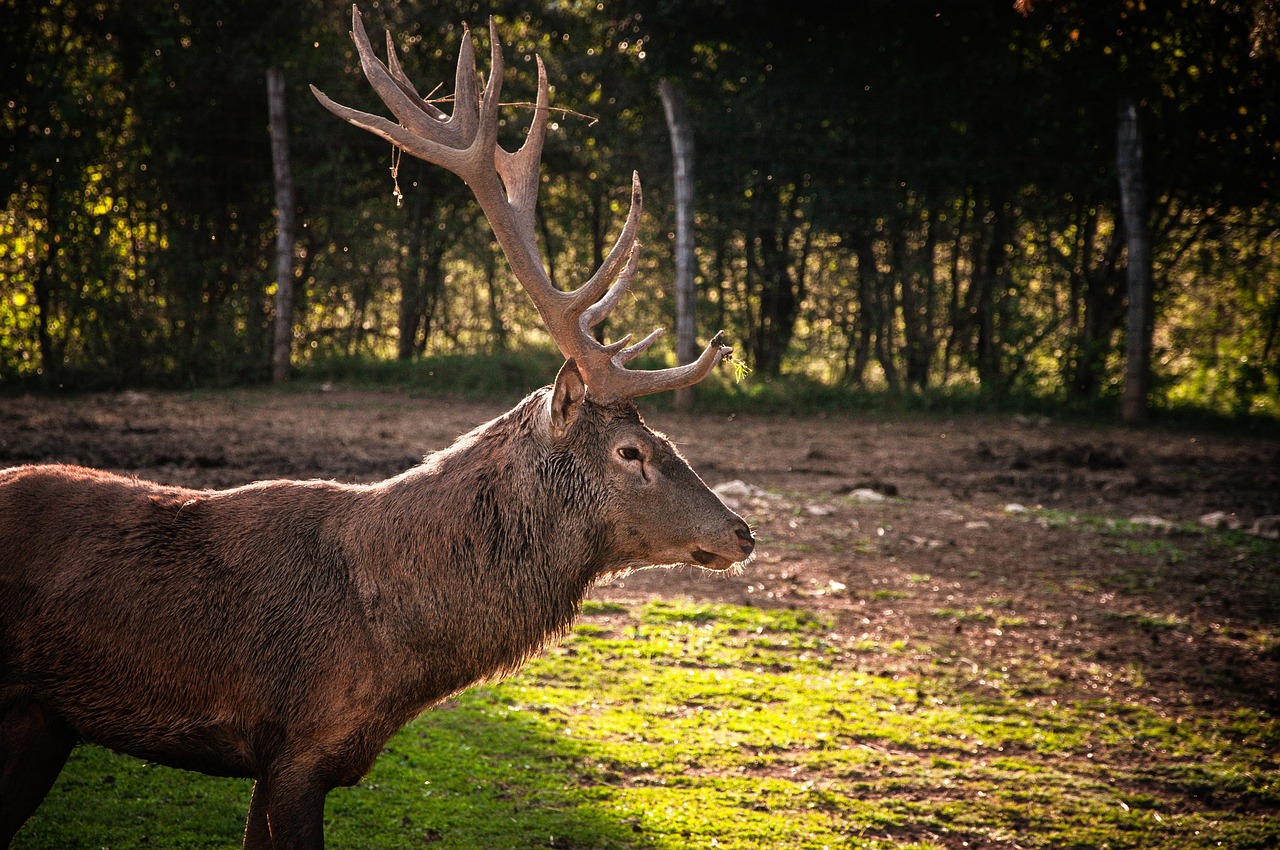 Pr roda Zviera Jele Fotografia Zdarma Na Pixabay Pixabay