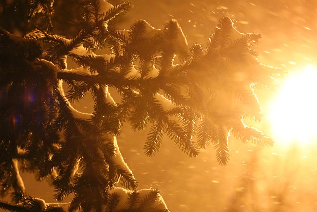冬 霧 雪 - Pixabayの無料写真 - Pixabay