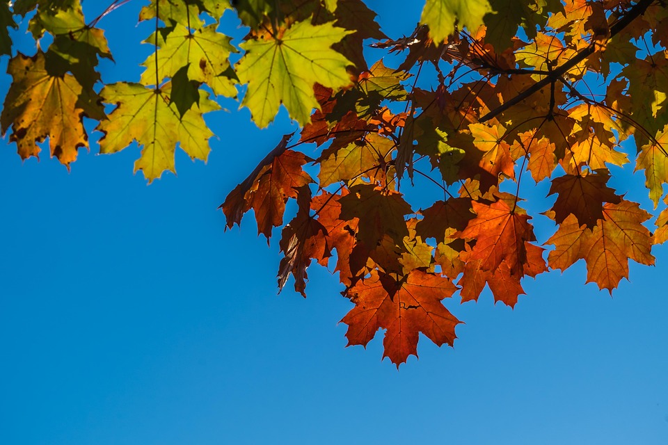 Autumn Leaves Foliage Fall - Free photo on Pixabay