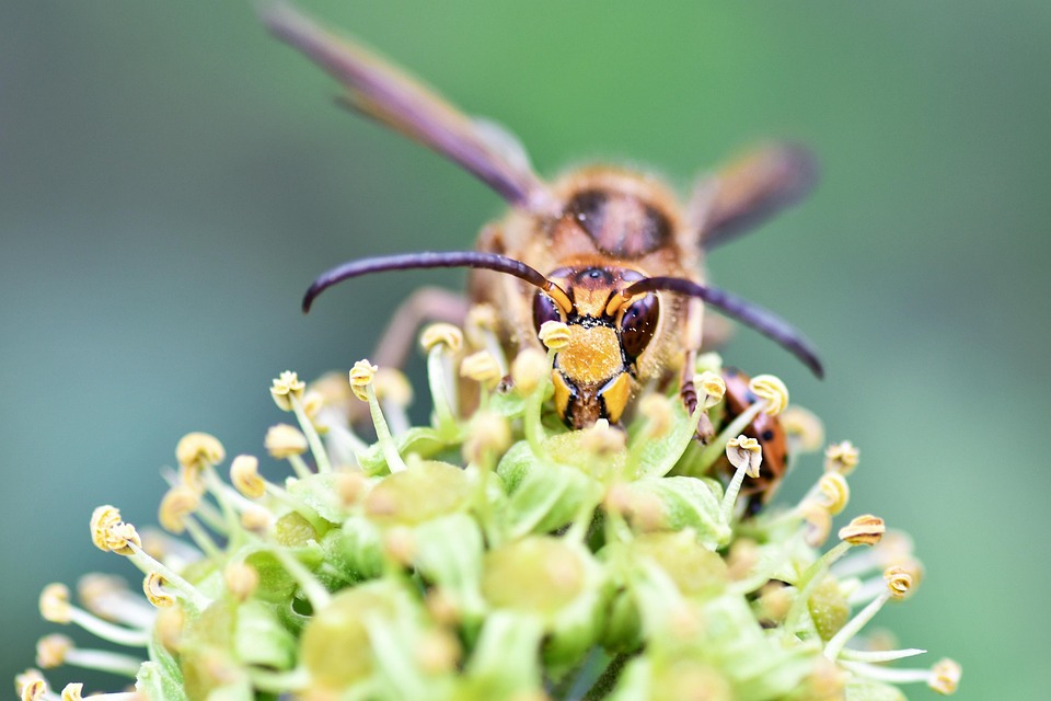 Insect Forage Wasp Insect Forage - Free photo on Pixabay